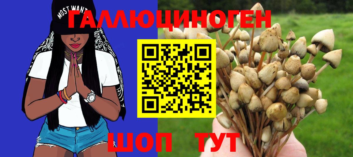 Камень-на-Оби  Галлюциногенные грибы прущие грибы  Вход с VPN  Псилоцибиновые грибы мицелий 